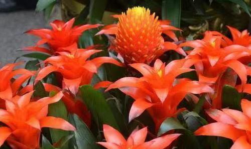 以幸运为象征的花朵（花开富贵）