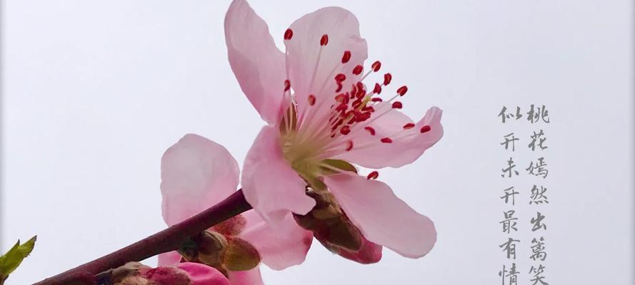 桃花的寓意与象征在古代的意义（探寻桃花的文化内涵与象征意义）
