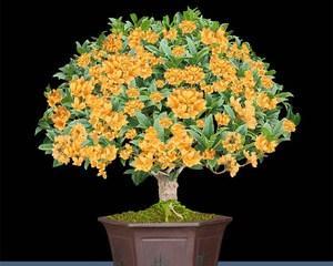 金桂花室内养护可行吗？需要注意哪些问题？