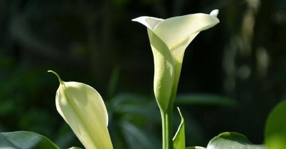 黑色马蹄莲花的神秘意义（揭开黑色马蹄莲的花语之谜）