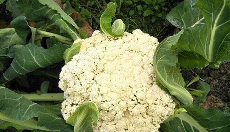 花菜冬天会冻死吗？如何在寒冷季节保护花菜？