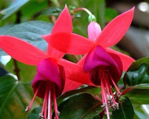 倒挂金钟的风水寓意与摆放位置（探索倒挂金钟的风水学奥秘）