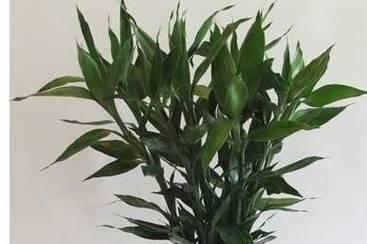 倒挂金钟的风水寓意与摆放位置（探索倒挂金钟的风水学奥秘）