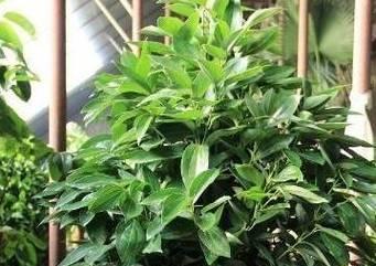 倒挂金钟的风水寓意与摆放位置（探索倒挂金钟的风水学奥秘）