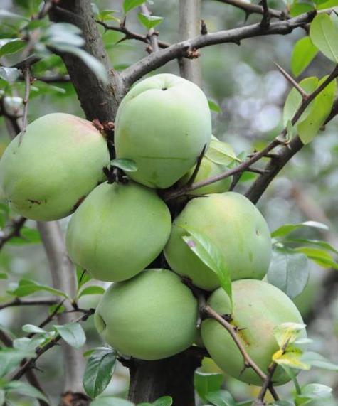 木瓜生长需要哪些环境条件?木瓜的生长特点是什么?