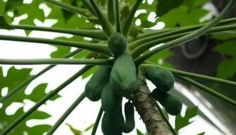 木瓜生长需要哪些环境条件？木瓜的生长特点是什么？