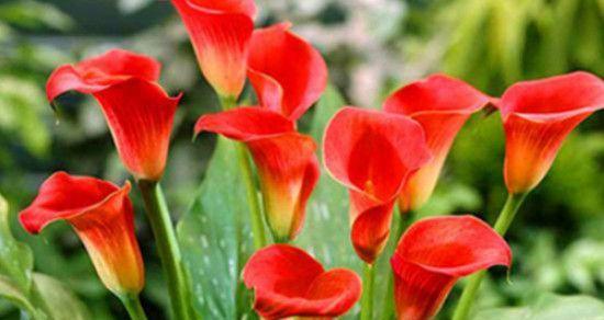 花开花落,语言在其中——解读不同花的花语和寓意(深入探索花朵语言的奥秘)