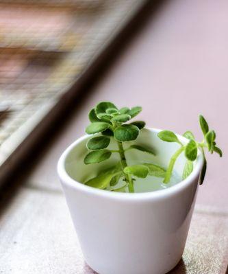 碰碰香喜不喜欢阳光？光照条件对其生长有何影响？