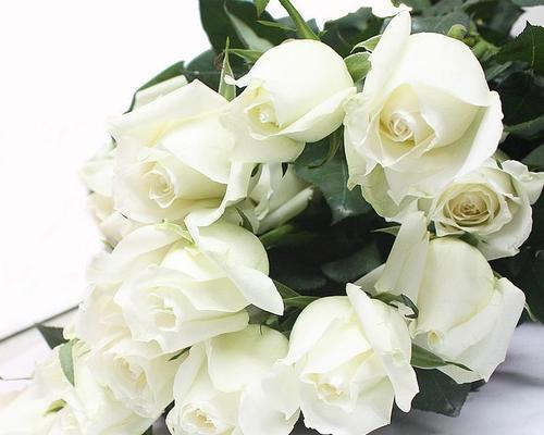 白色玫瑰花语的深意（揭开白色玫瑰的真正含义）