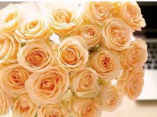 香槟色玫瑰朵数的象征意义（玫瑰的花语与香槟色玫瑰朵数的隐含意义）