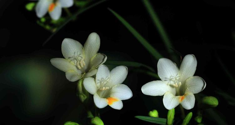 苍兰花的寓意与意义（探寻苍兰花的深层意蕴与象征意义）