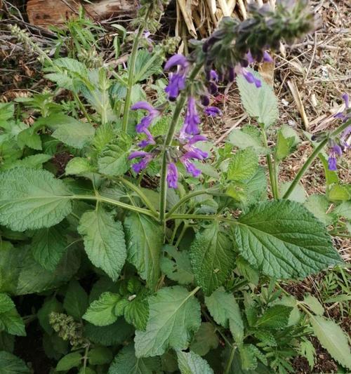 丹参什么品种最好？如何选择高效益的丹参品种？