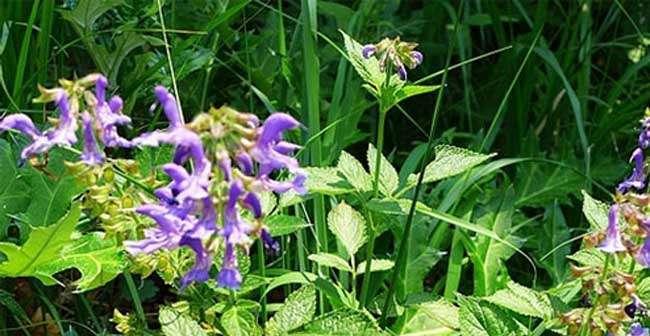 丹参什么品种最好？如何选择高效益的丹参品种？