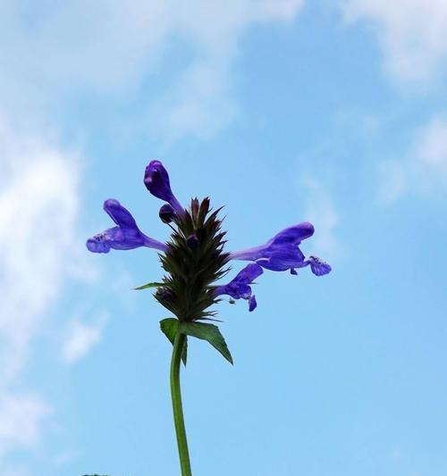 丹参什么品种最好？如何选择高效益的丹参品种？