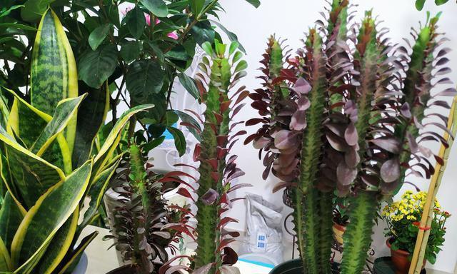 龙骨繁殖的最佳方法和时间是什么？