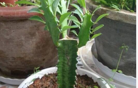 龙骨繁殖的最佳方法和时间是什么？