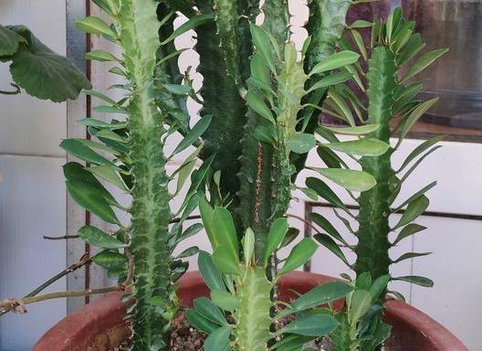 龙骨繁殖的最佳方法和时间是什么？