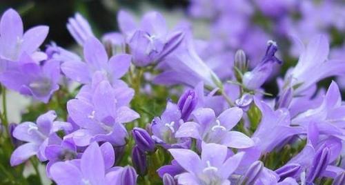 紫色紫罗兰花语的深刻寓意（探索紫色紫罗兰花语传递的情感与意义）