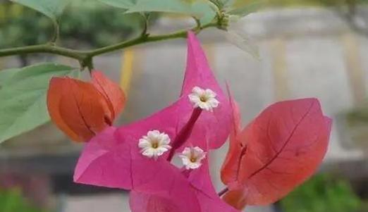 三角梅浇硫酸亚铁的正确方法和注意事项是什么？