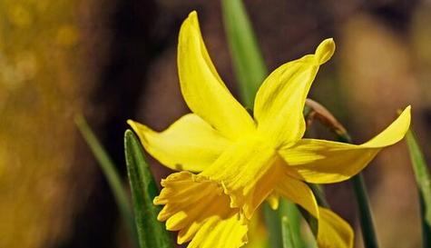 倔强之花（表达坚定）