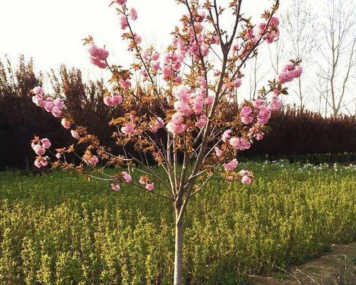 樱花浇水频率是多少？春夏秋冬如何正确浇水？