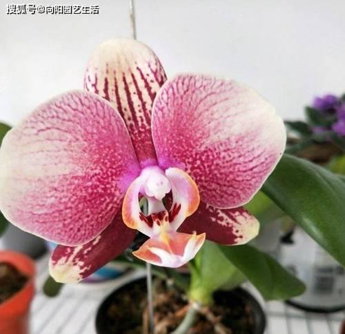 蝴蝶兰几点钟开花?如何确保按时绽放?