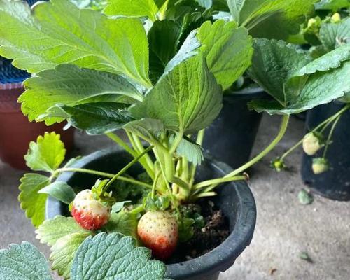 草莓养殖需要注意什么？如何正确养殖草莓？