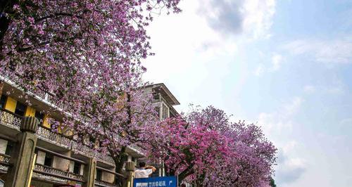 紫荆花的意义与象征（从开花到枝叶）