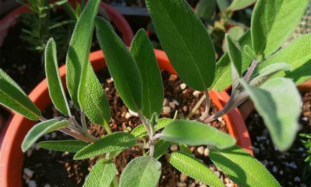 驱蚊子的植物有哪些？如何有效使用它们来防蚊？