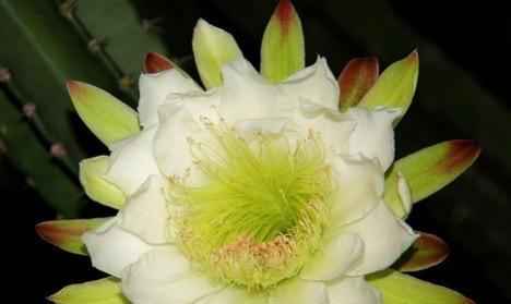 仙人掌的花语与寓意（探索仙人掌花朵的隐藏语言）