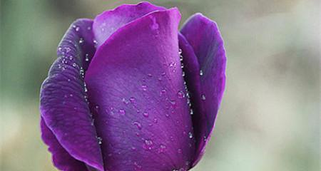 紫玫瑰（揭开紫玫瑰的隐藏意义）