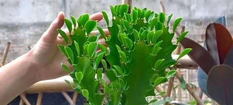 龙骨花能吃吗？龙骨花的功效与作用和吃法是什么？