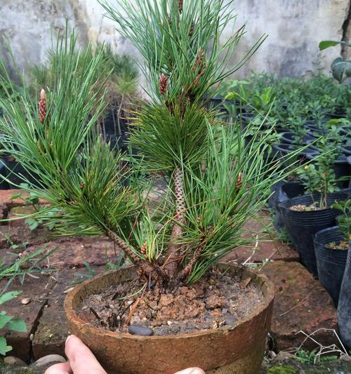 黑松一年能长多少？了解其生长速度与养护要点？