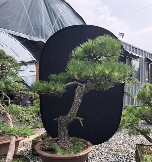 黑松一年能长多少？了解其生长速度与养护要点？