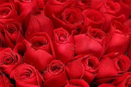 浪漫52朵玫瑰的花语(用花语传达爱意)