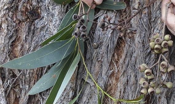 小叶桉树开花时间是什么时候？开花后需要注意什么？