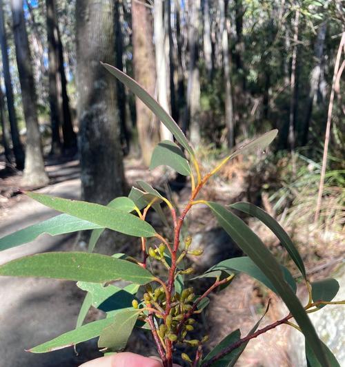 小叶桉树开花时间是什么时候？开花后需要注意什么？