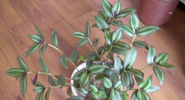 吊竹梅养殖需要注意什么？如何正确养殖吊竹梅？