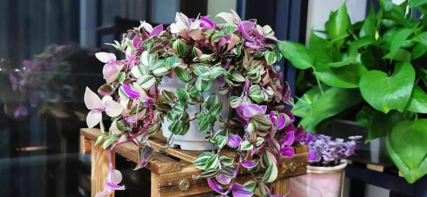 吊竹梅养殖需要注意什么？如何正确养殖吊竹梅？