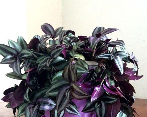 吊竹梅养殖需要注意什么？如何正确养殖吊竹梅？