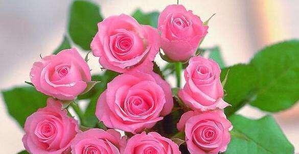 玫瑰花的花语（探索玫瑰花所象征的含义）