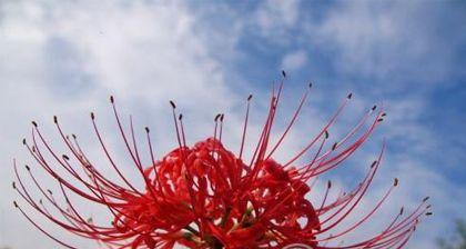 表示忏悔的花花语是什么？如何用花表达忏悔？