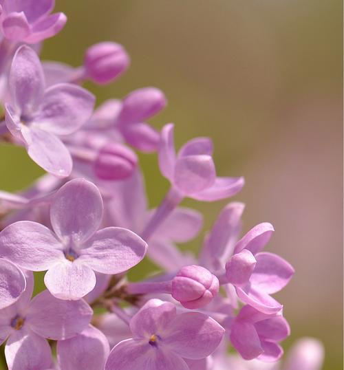 五瓣丁香花语之美——春风拂面的芬芳（五瓣丁香花语的深意和象征）