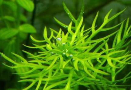 海带是绿色海藻植物吗？海带分类及其属性解析？