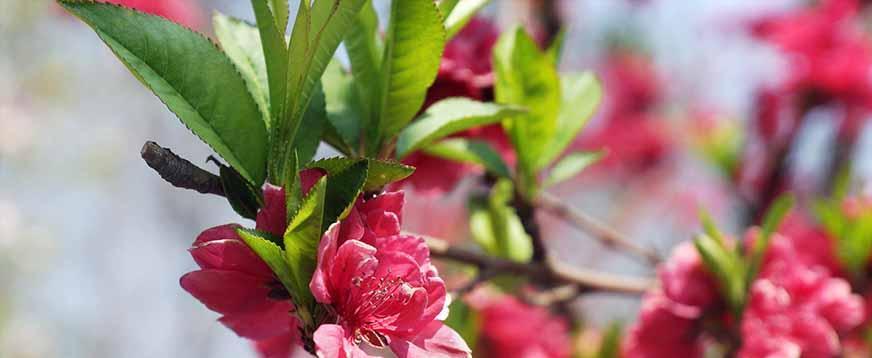 桃花之美（桃花的魅力与象征意义）