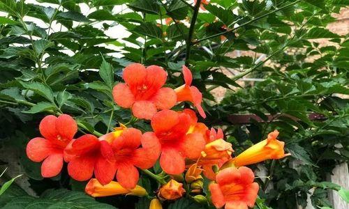 金钟花的花语（传递友谊与忠诚的金钟花）