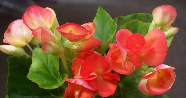 四季海棠开花时间及频率？如何确保其一年多次开花？