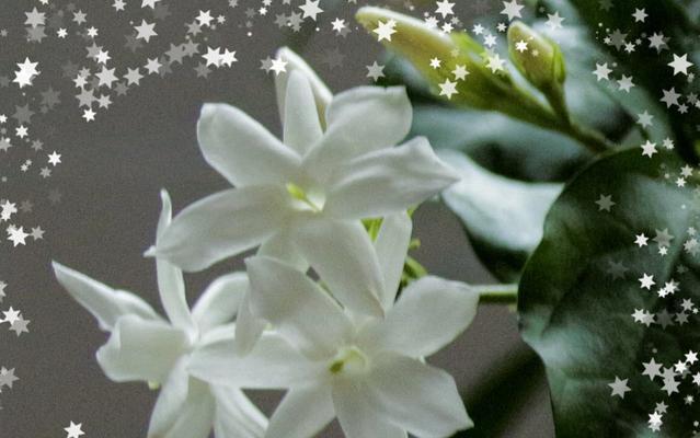 茉莉花的花语与故事（芳香四溢的茉莉）