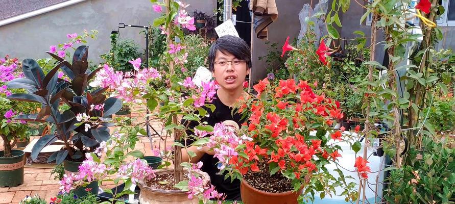 三角梅移栽的最佳时机是什么时候？移栽后如何护理？