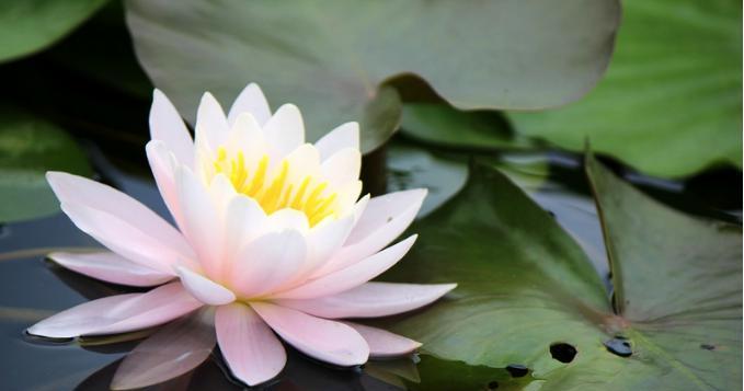 华丽的百合花园（高贵纯洁）